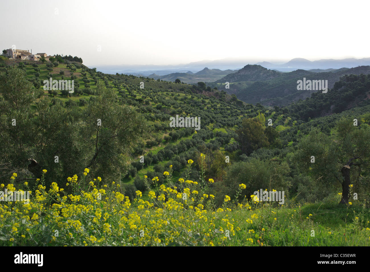 Olive grove in andalucia spain on hillside Stock Photo