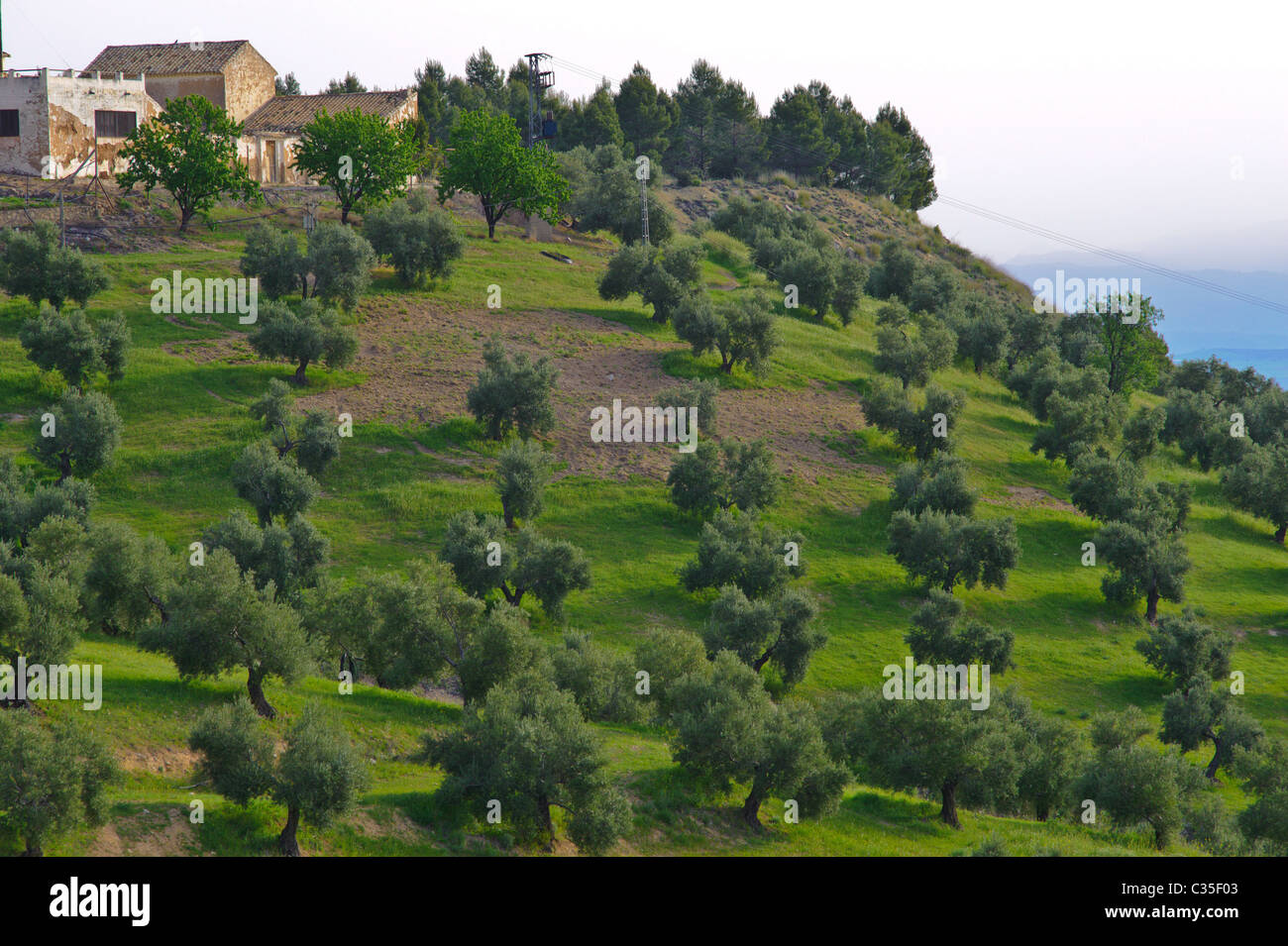 Mountain Olive Groves In Spain Andalucia Stock Photo Alamy Mountain Olive Groves In Spain Andalucia Stock Photo Alamy