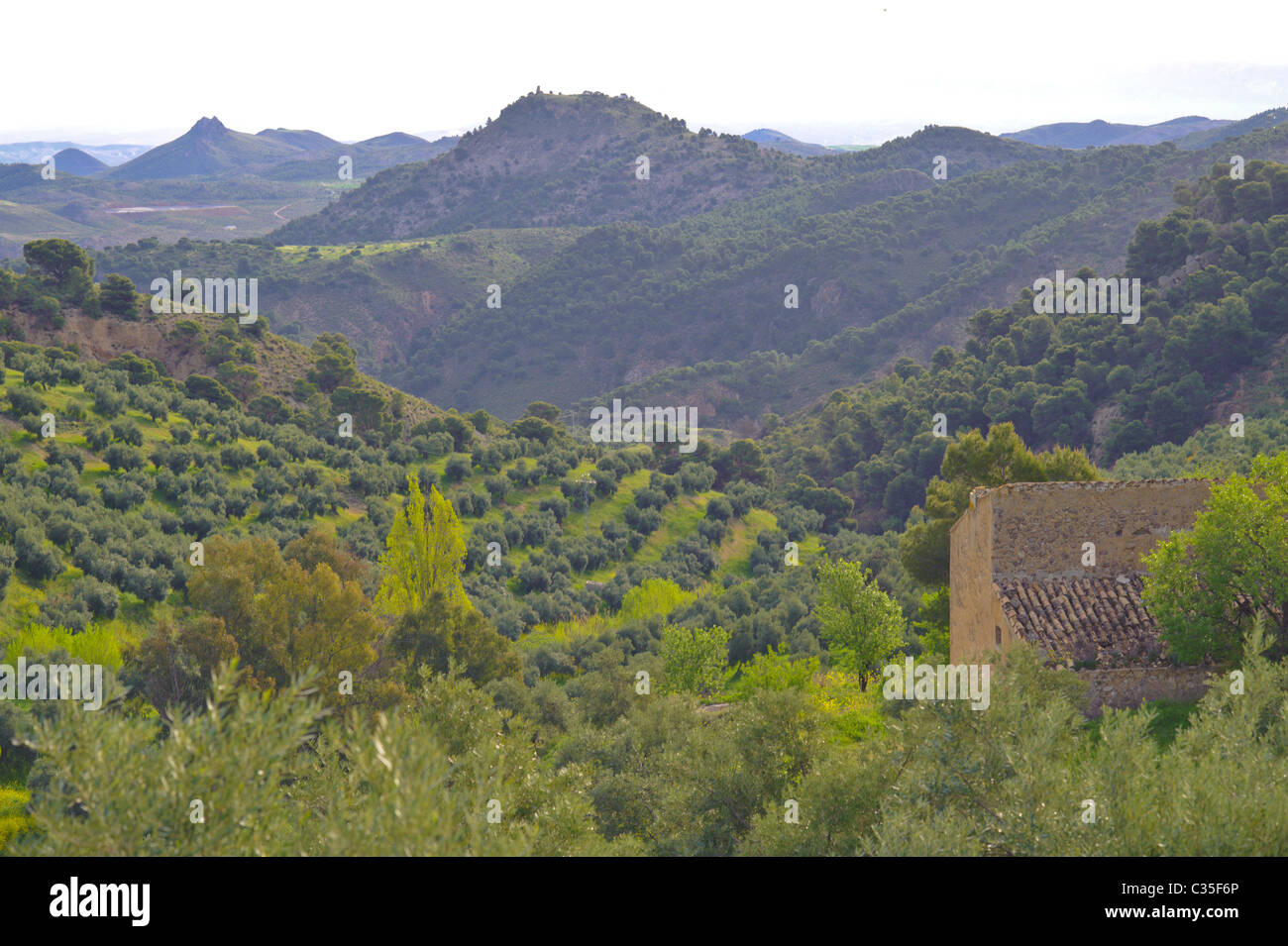 Mountain Olive Groves In Spain Andalucia Stock Photo Alamy Mountain Olive Groves In Spain Andalucia Stock Photo Alamy