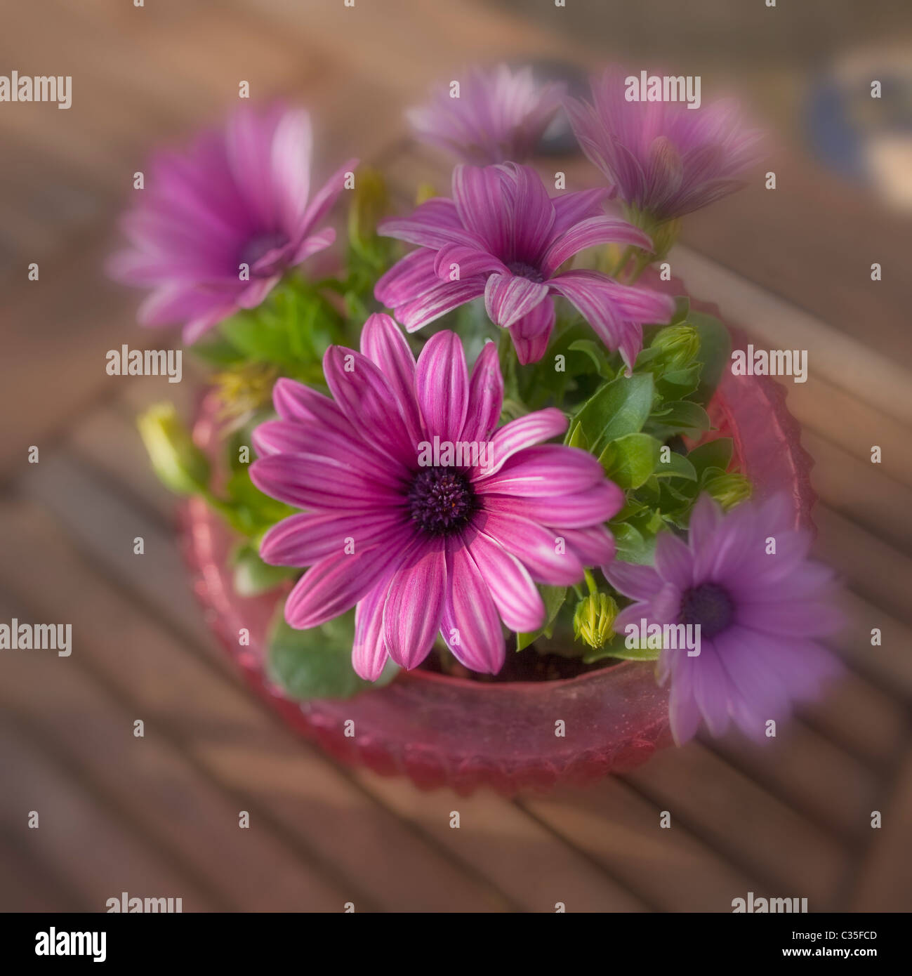 Pink annual daisies in pot. Stock Photo