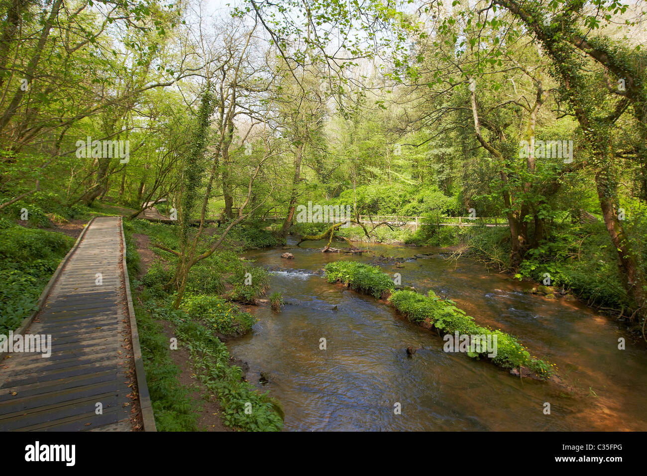 River Derwent flowing through Forge Valley, East Ayton, North Yorkshire ...