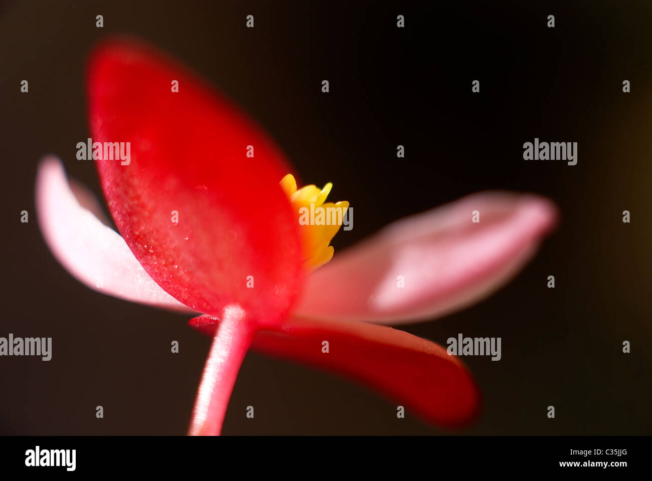 Bagonia, pink, white, red, dark background, flower, red petals, macro, close-up, close up, focus, black Stock Photo