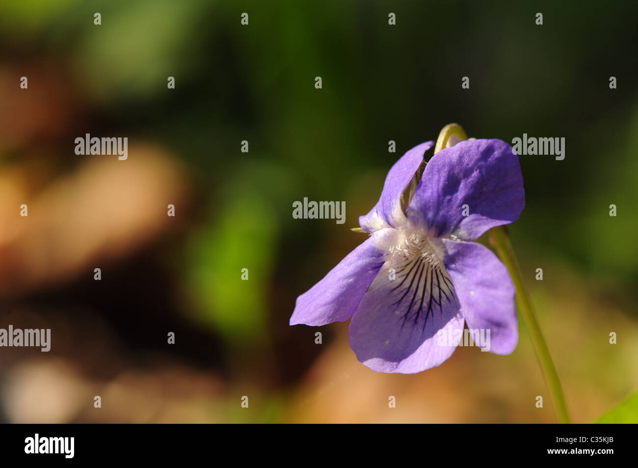 Viola mirabilis Stock Photo