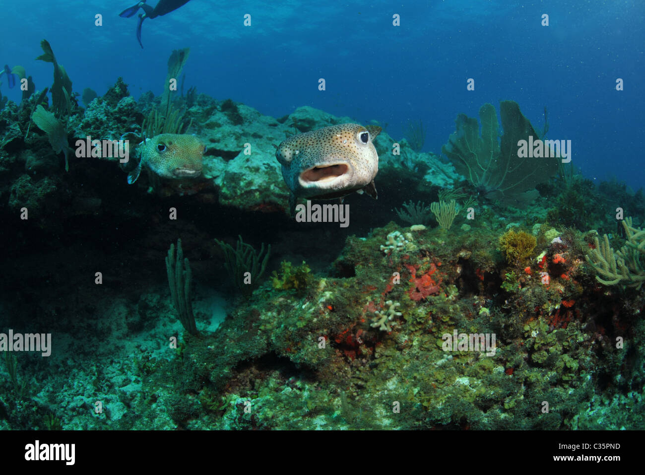 Porcupine Pufferfish Stock Photo