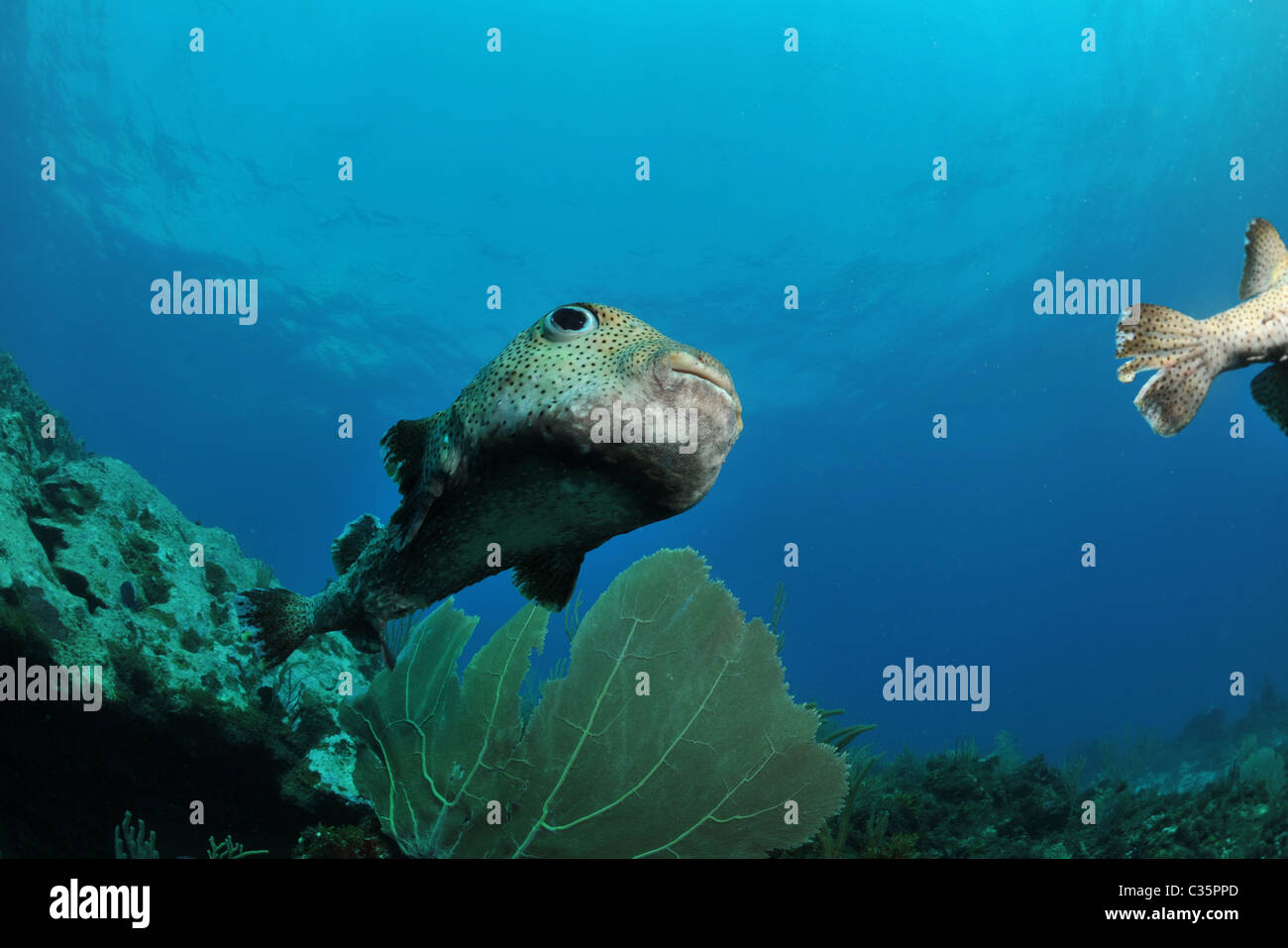 Giant Adult Porcupine Pufferfish Stock Photo Alamy