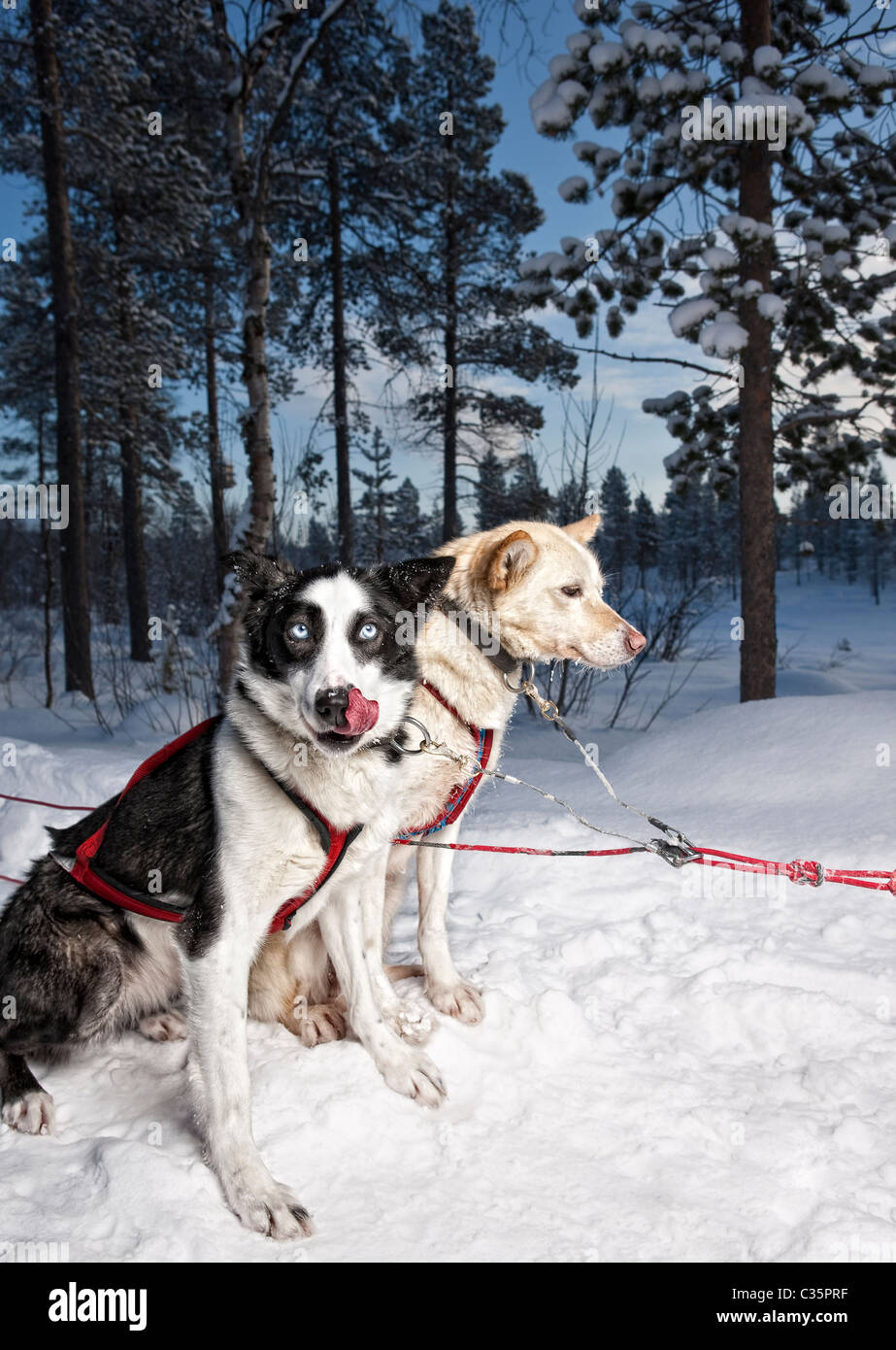 Huskies. Working sled dogs, Lapland, Sweden. Stock Photo