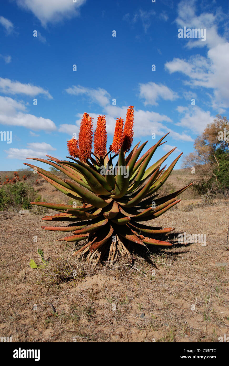 aloe flowering in the wild in south africa Stock Photo
