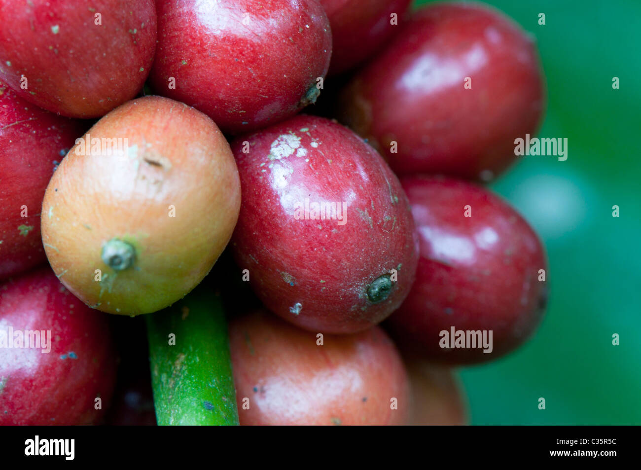 Coffee beans, coffee plant grown in a farm in South India Stock Photo