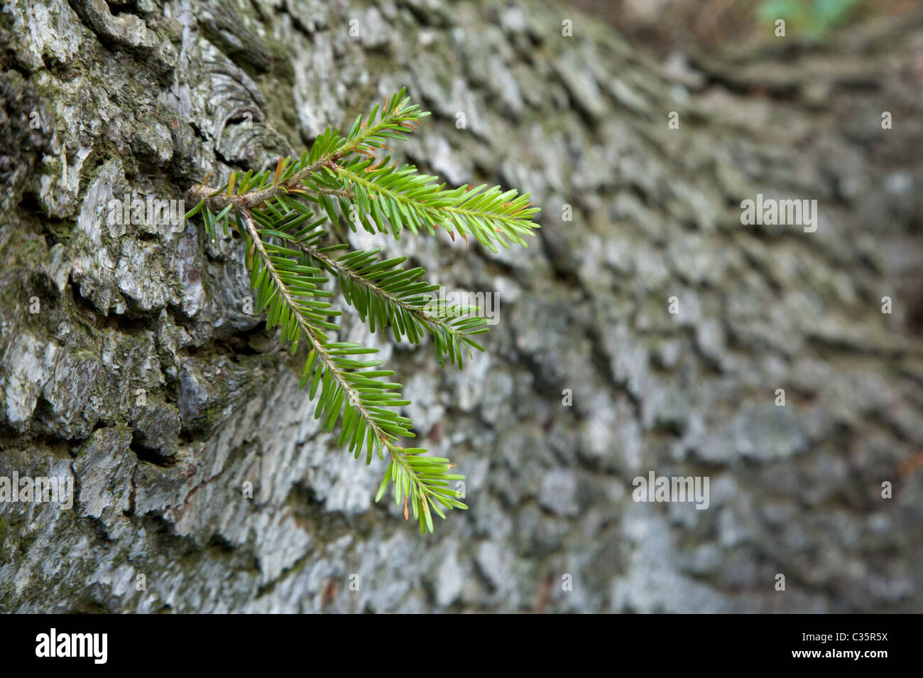 Bud of silver fir, Abies alba, Concei valley, Ledro valley, Trentino Alto Adige, Italy, Europe Stock Photo