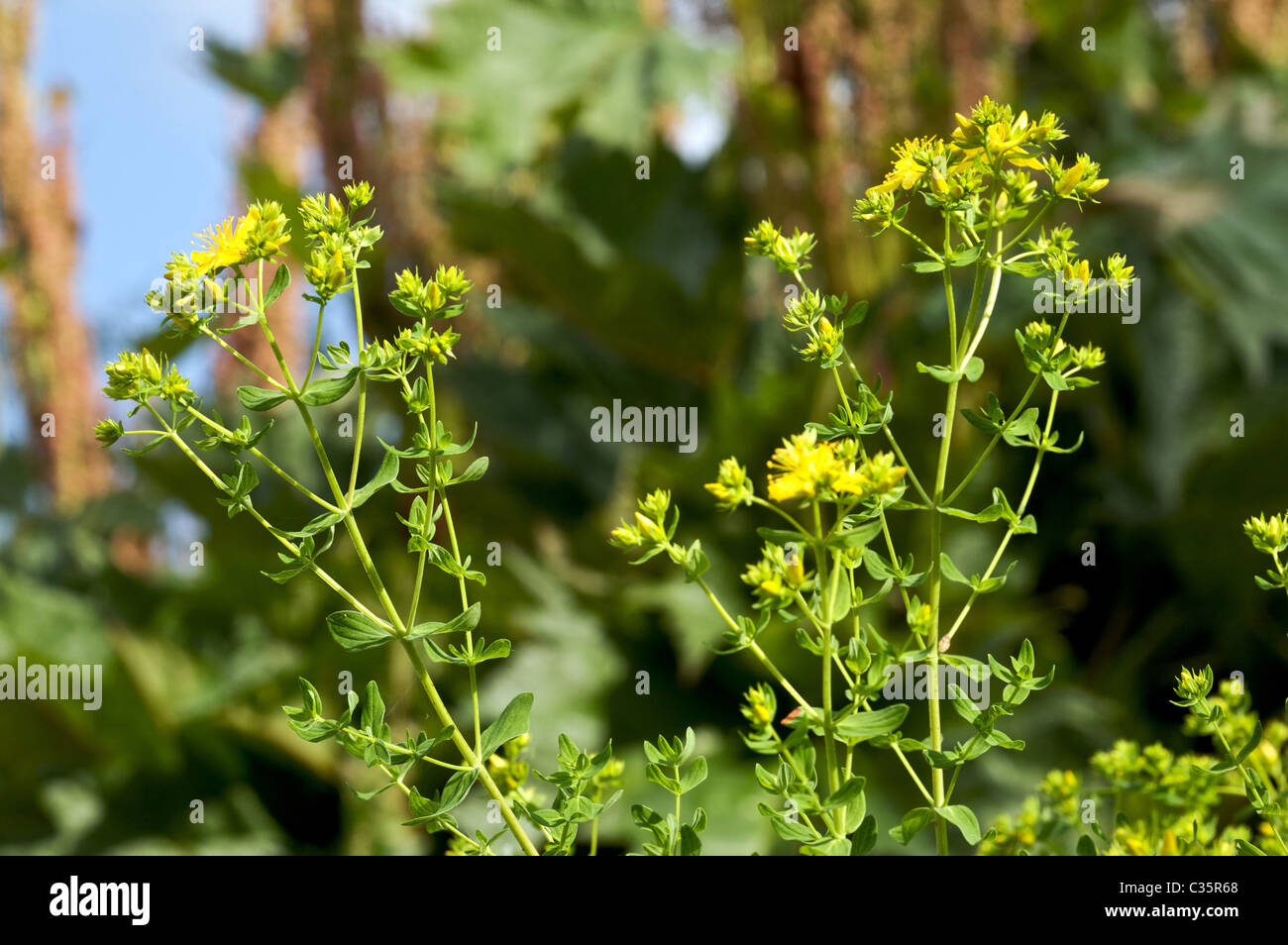 St John's wort, Hypericum perforatum Stock Photo Alamy