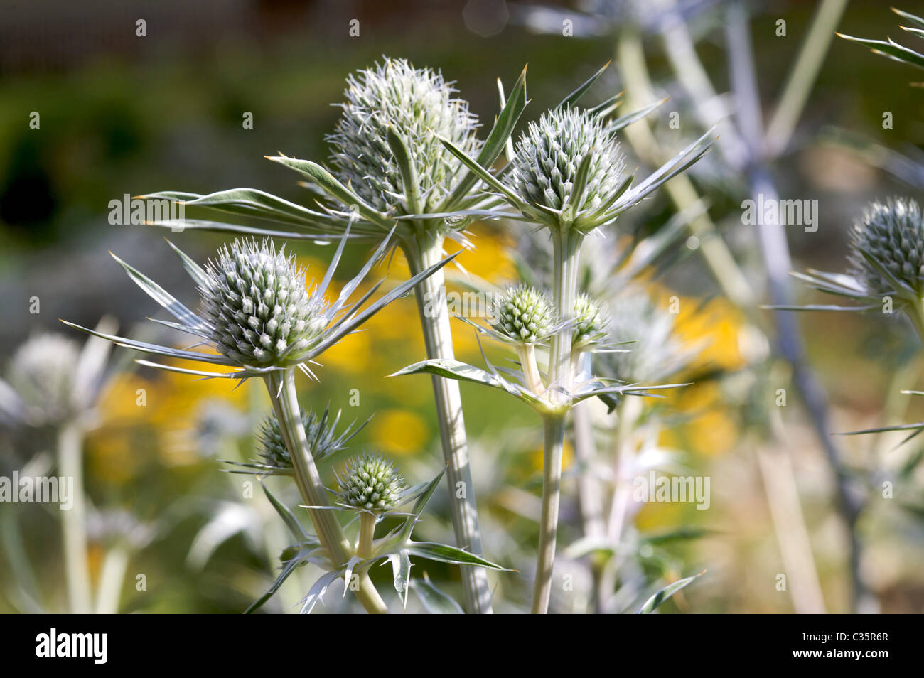 Flowering of Eryngium bourgatii Stock Photo Alamy