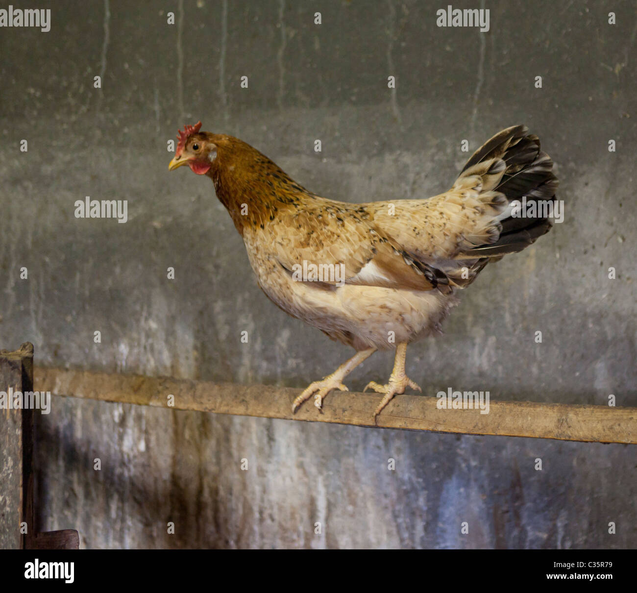 Free range Chicken on post, Iceland Stock Photo Alamy