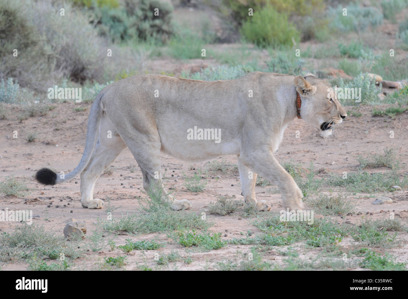 Female lion with a radio transmitter Stock Photo