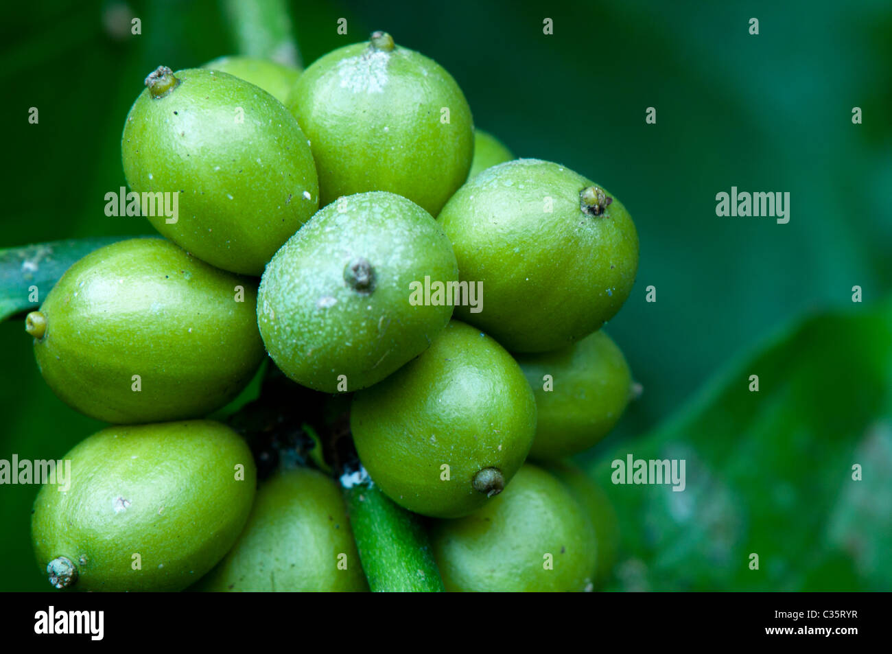 Coffee beans, coffee plant grown in a farm in South India Stock Photo