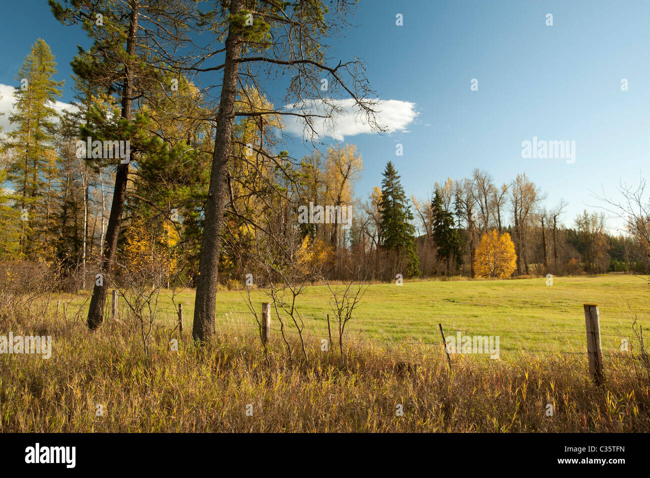 Branch of trees and grass in the fall colours Stock Photo
