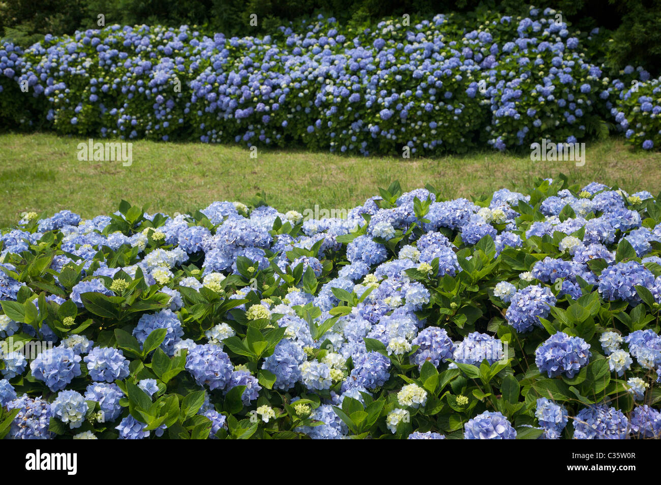 Hydrangea flower, Terceira, Azores Island, Portugal, Europe Stock Photo