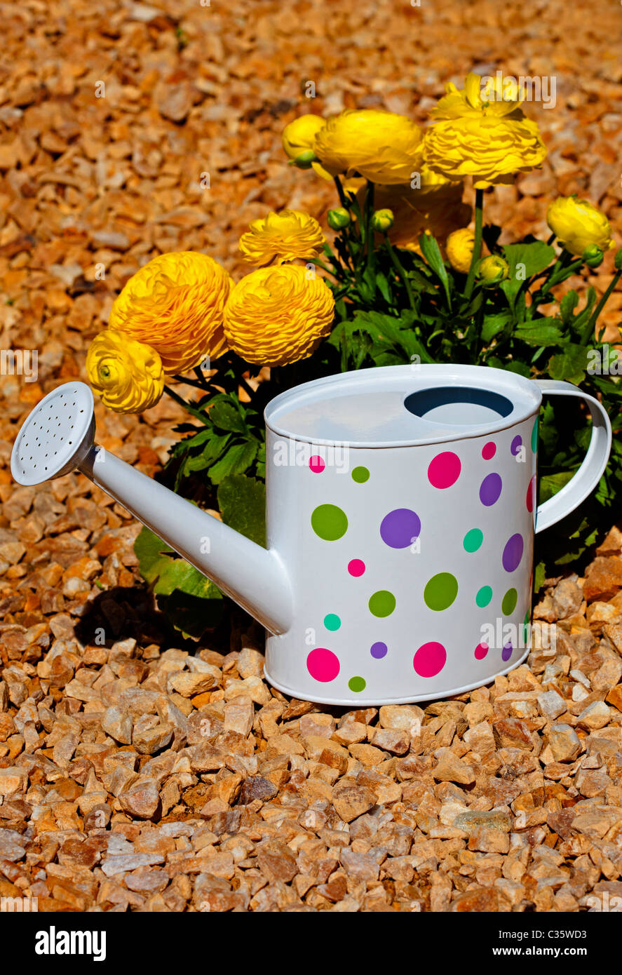 Yellow Ranunculus flowers with ornamental watering can on gravel Stock Photo
