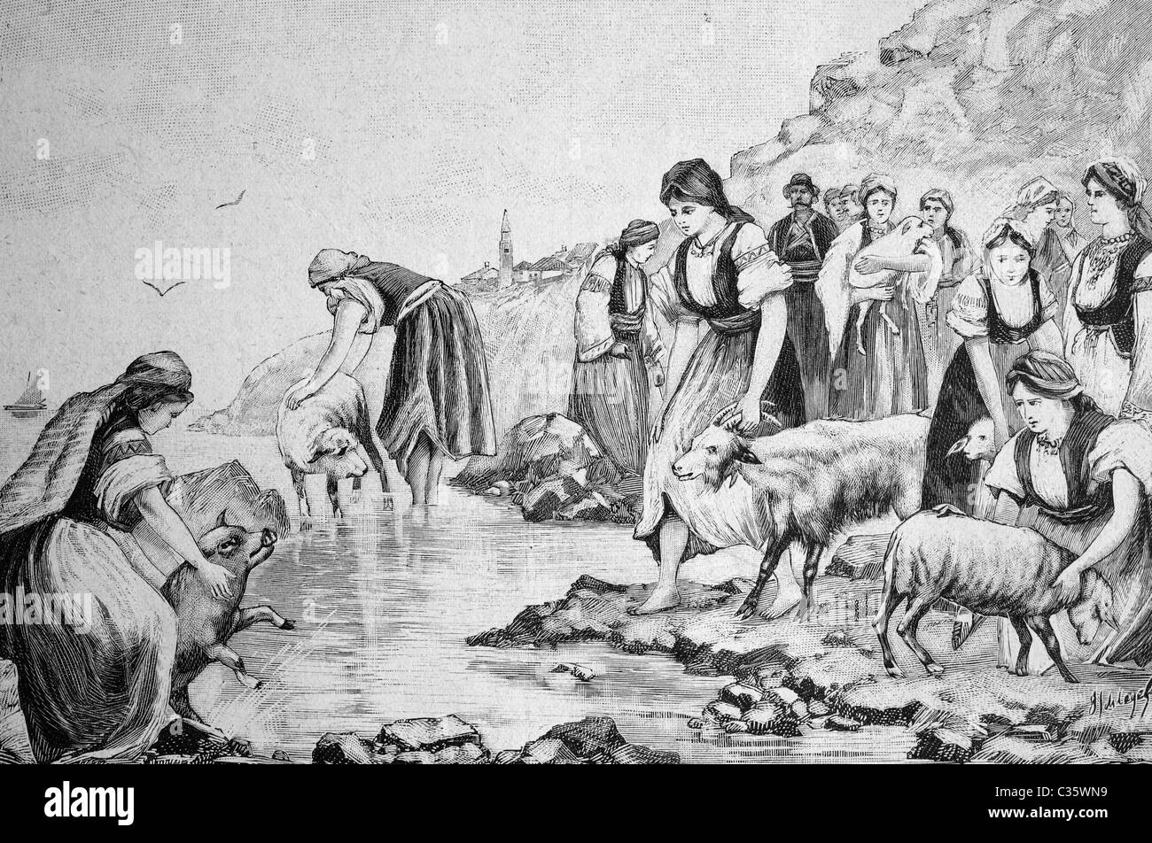 Bathing pets in Dalmatia, Croatia, historical picture, about 1893 Stock Photo