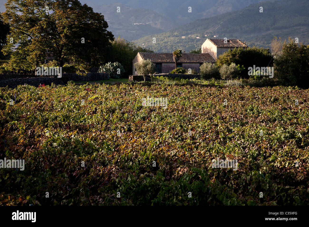 Vineyards, Castiglione di Sicilia, Sicily, Italy Stock Photo