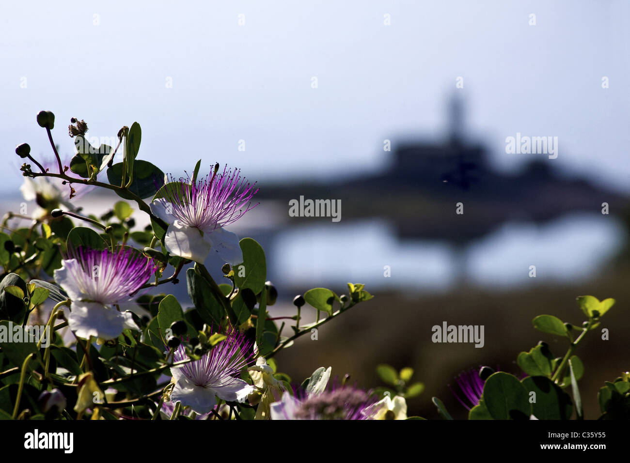 Caper's flowers, Capparis spinosa, Salina Island, Aeolian Islands, Sicily, Italy Stock Photo