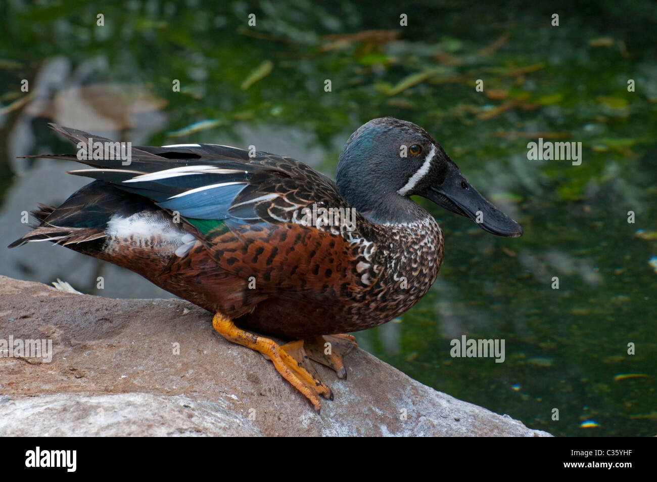 Close-up of a Australasian Shoveler Duck. Stock Photo