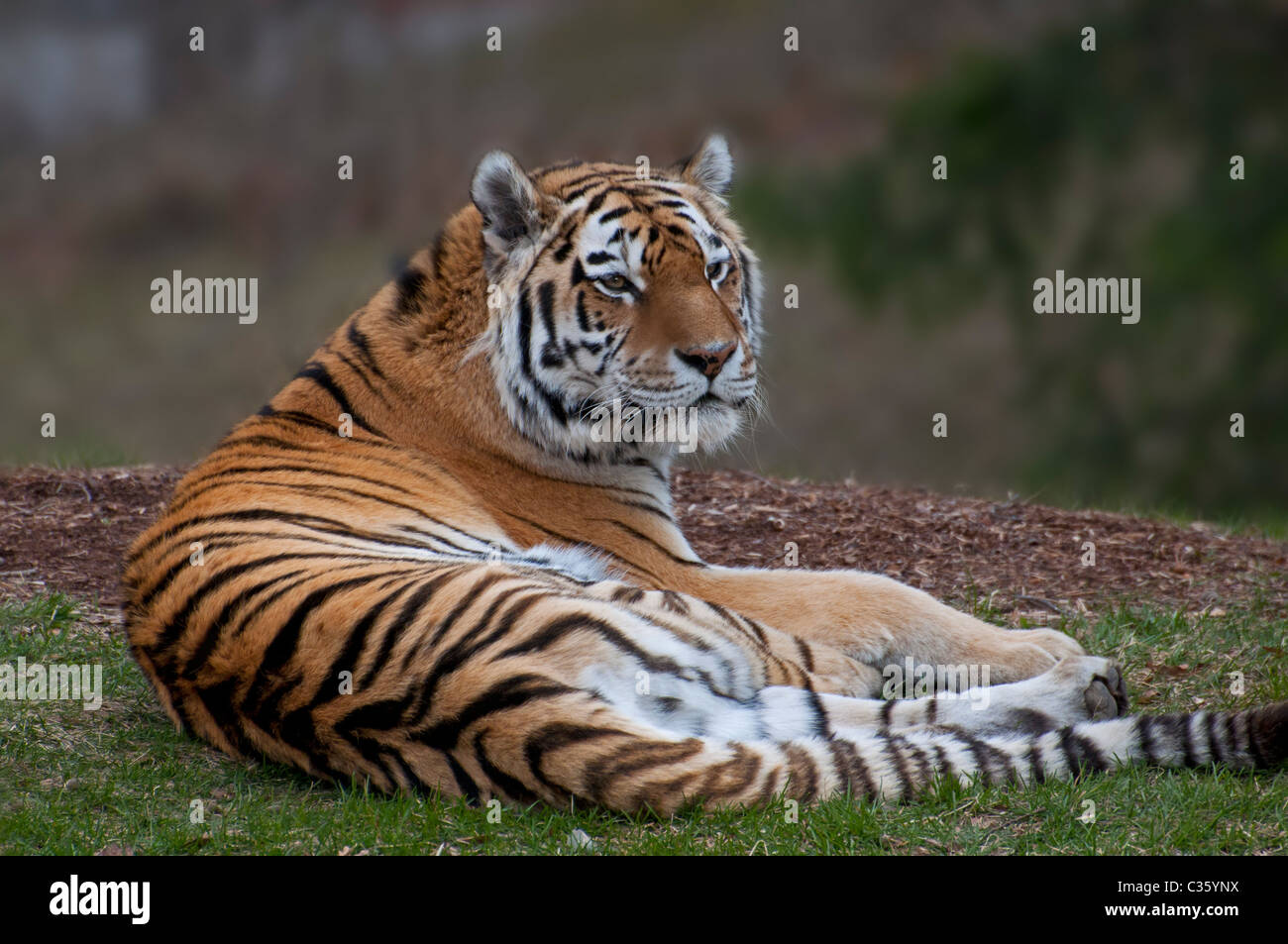 A view of a Sumatran Tiger. Stock Photo