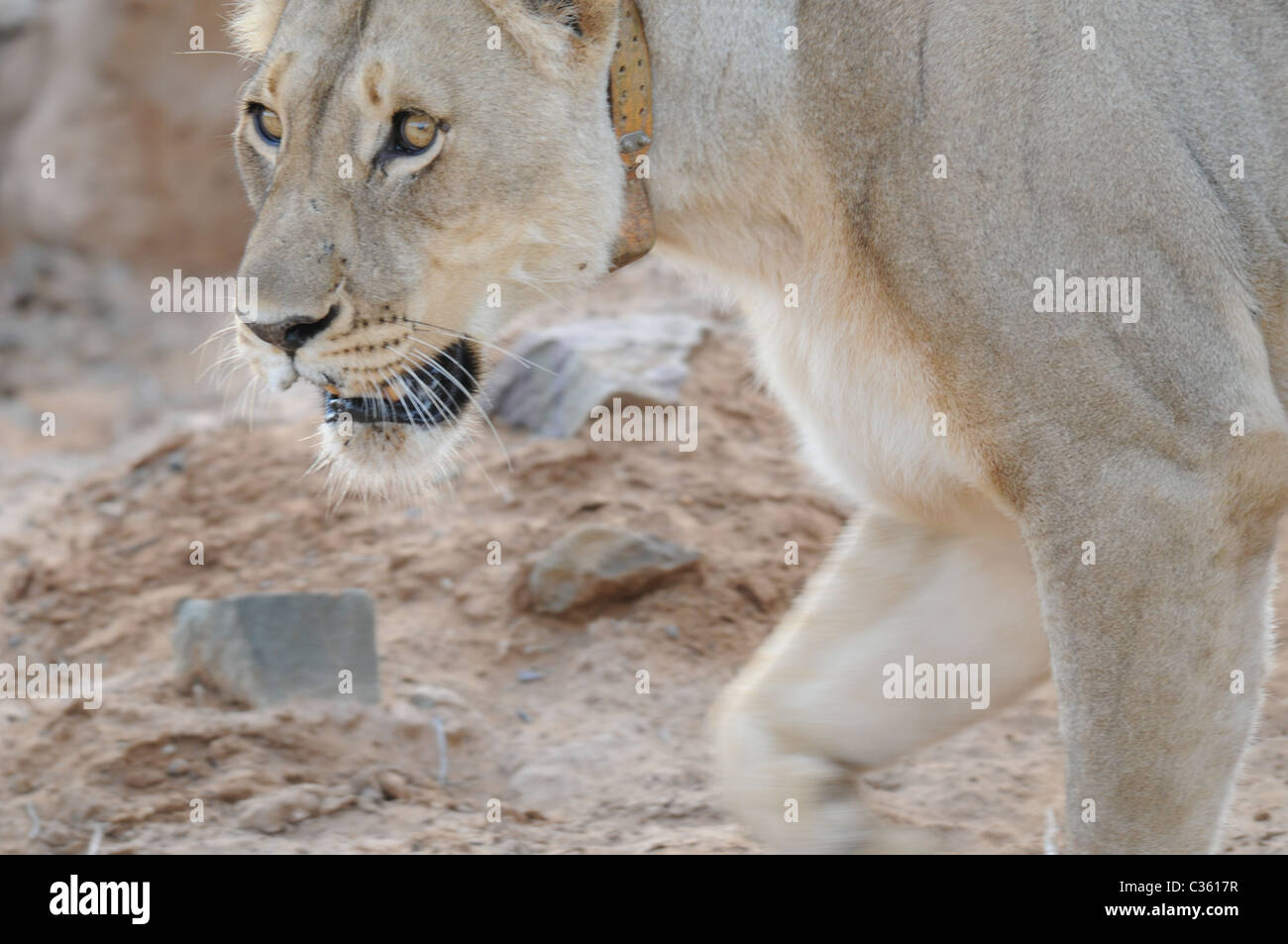 Female lion with a radio transmitter Stock Photo