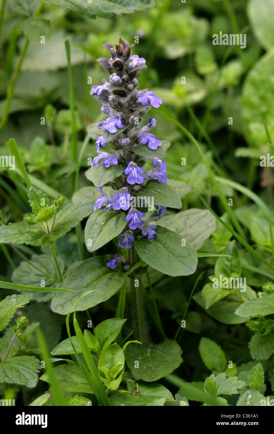 Bugle, Ajuga reptans, Lamiaceae. British Wild Flower. Stock Photo