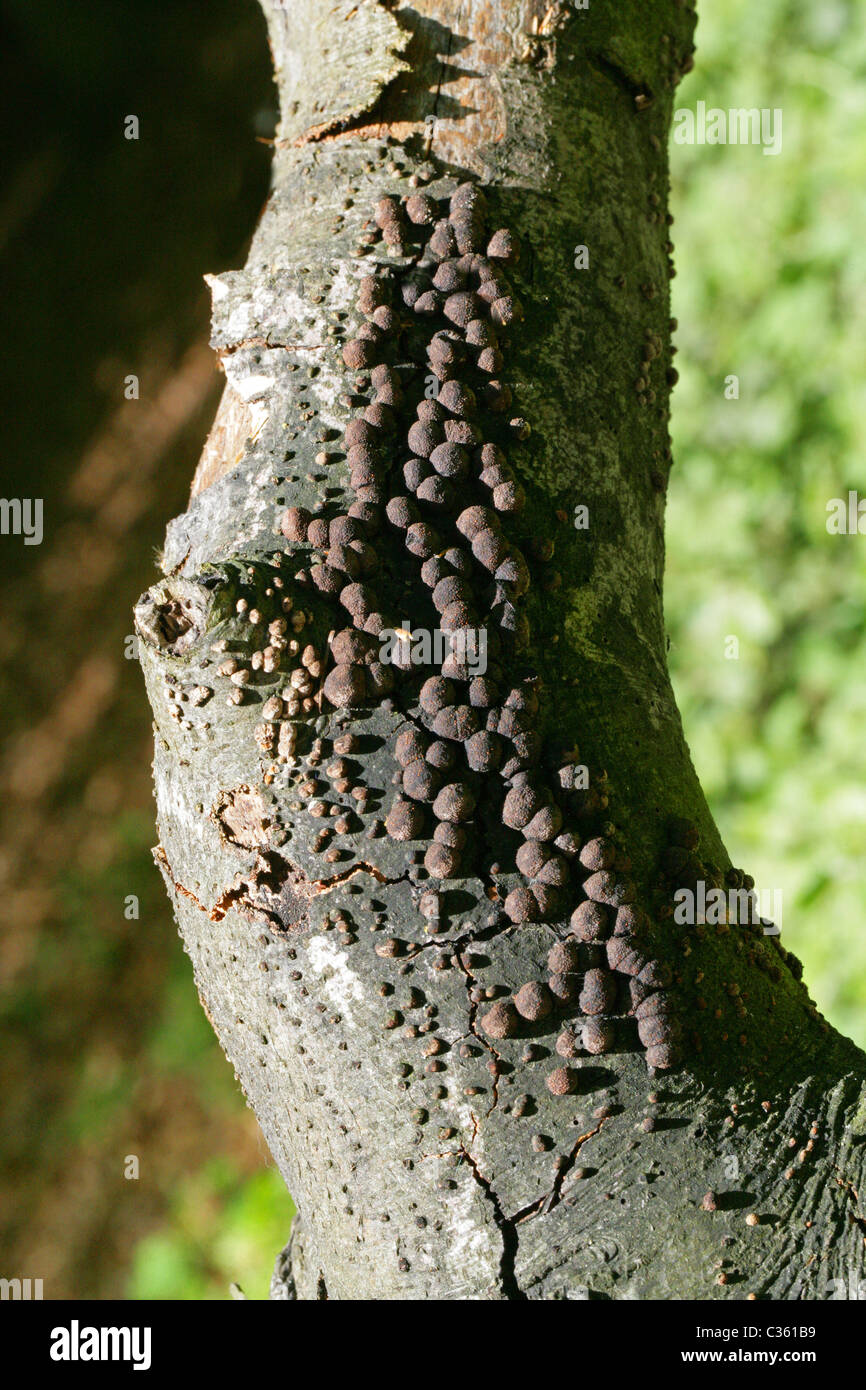 Beech Woodwart, Hypoxylon fragiforme, Xylariaceae. A Common Fungus. Stock Photo