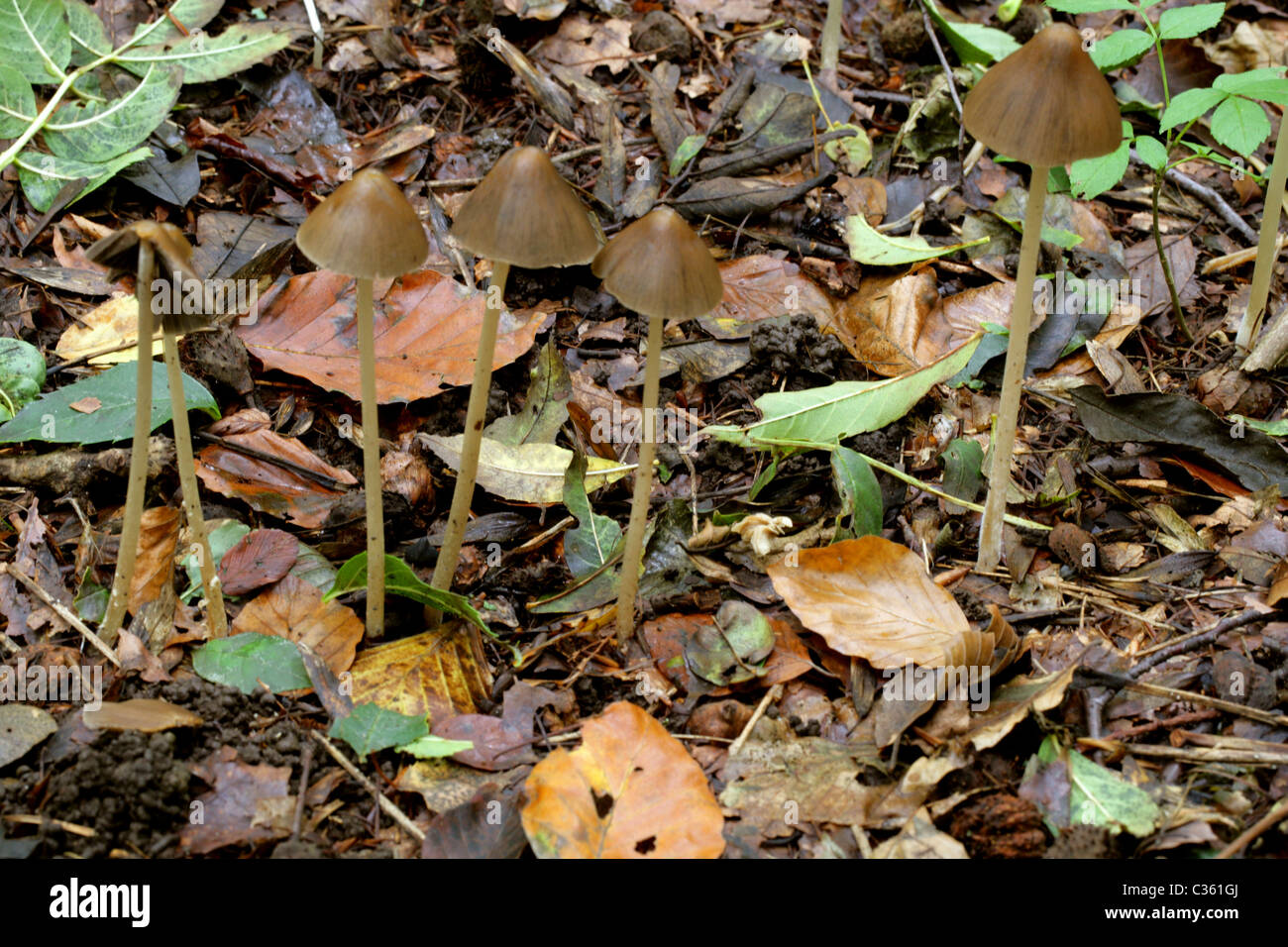 Dewdrop Mottlegill Fungi, Panaeolus acuminatus (Panaeolus rickenii), Panaeoleae (Bolbitiaceae). Stock Photo