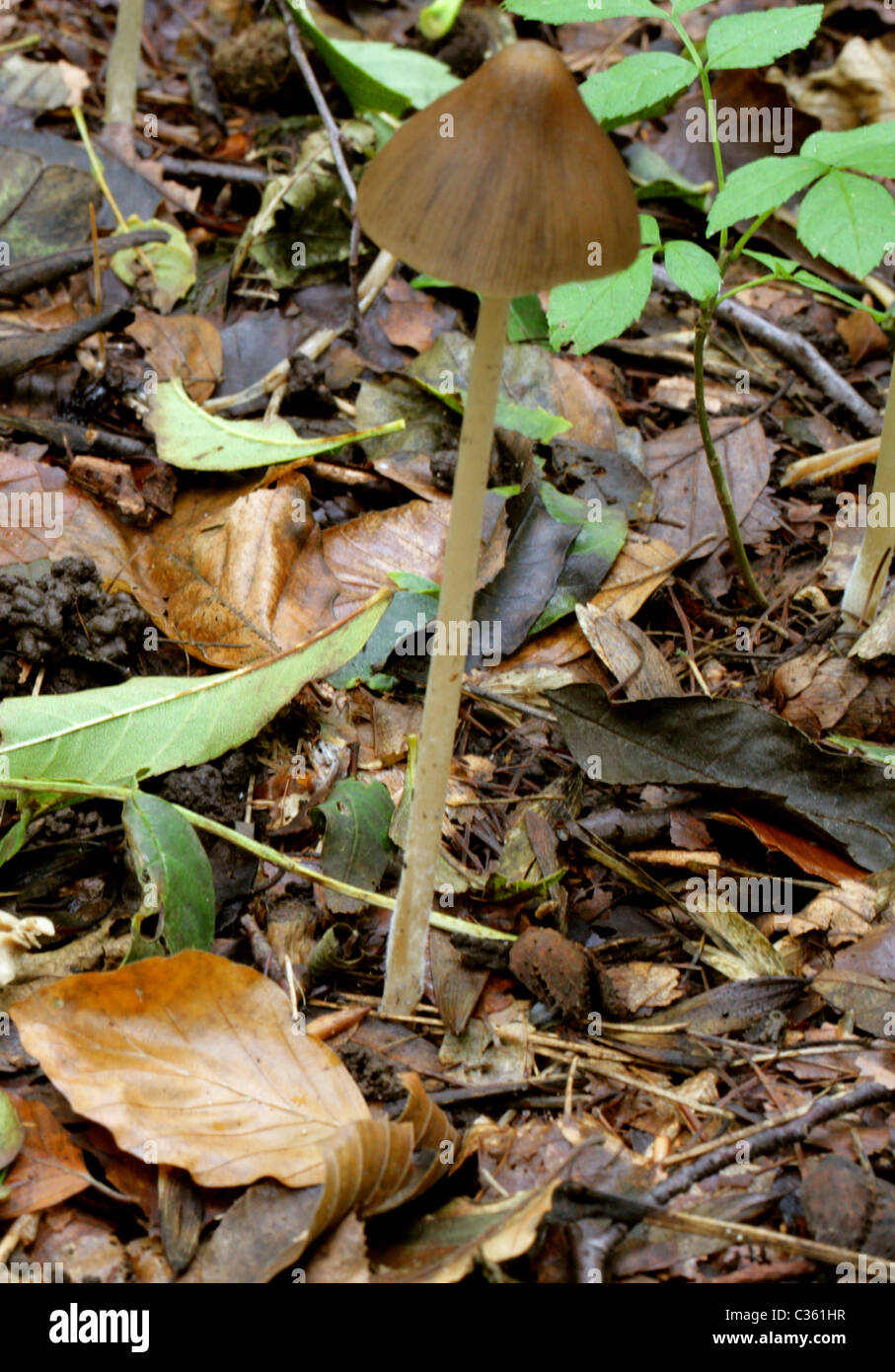 Dewdrop Mottlegill Fungi, Panaeolus acuminatus (Panaeolus rickenii), Panaeoleae (Bolbitiaceae). Stock Photo