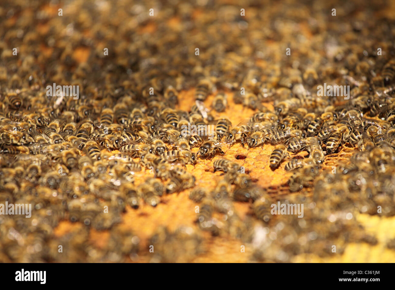 Western honey bees hi-res stock photography and images - Alamy
