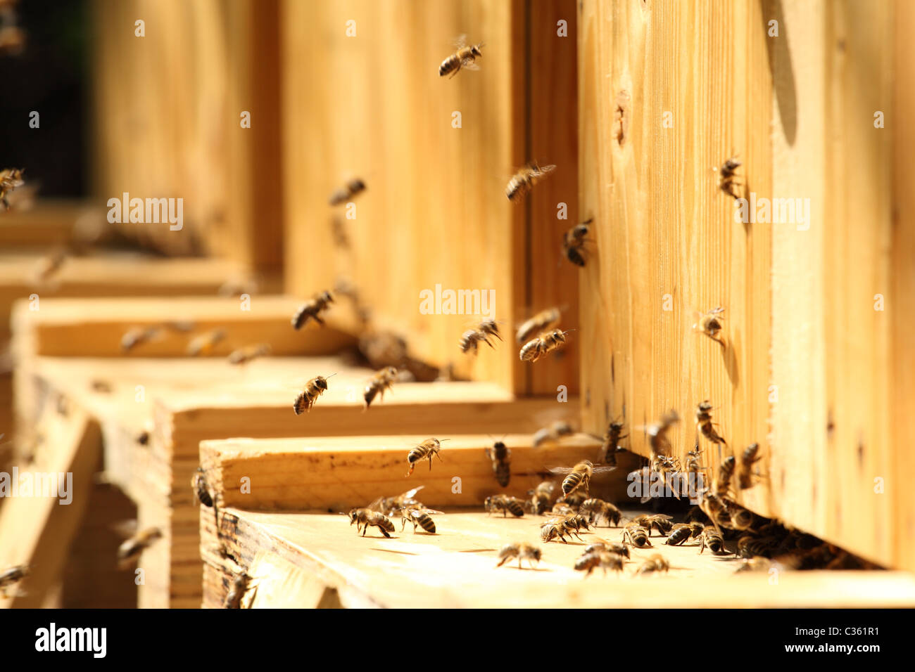 Western honey bees flying near the entrance of the hives. Stock Photo