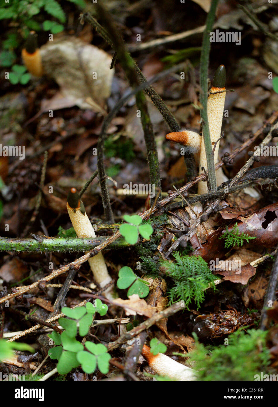 Dog Stinkhorn, Mutinus caninus, Phallaceae. Growing in Woodland Undergrowth. Stock Photo