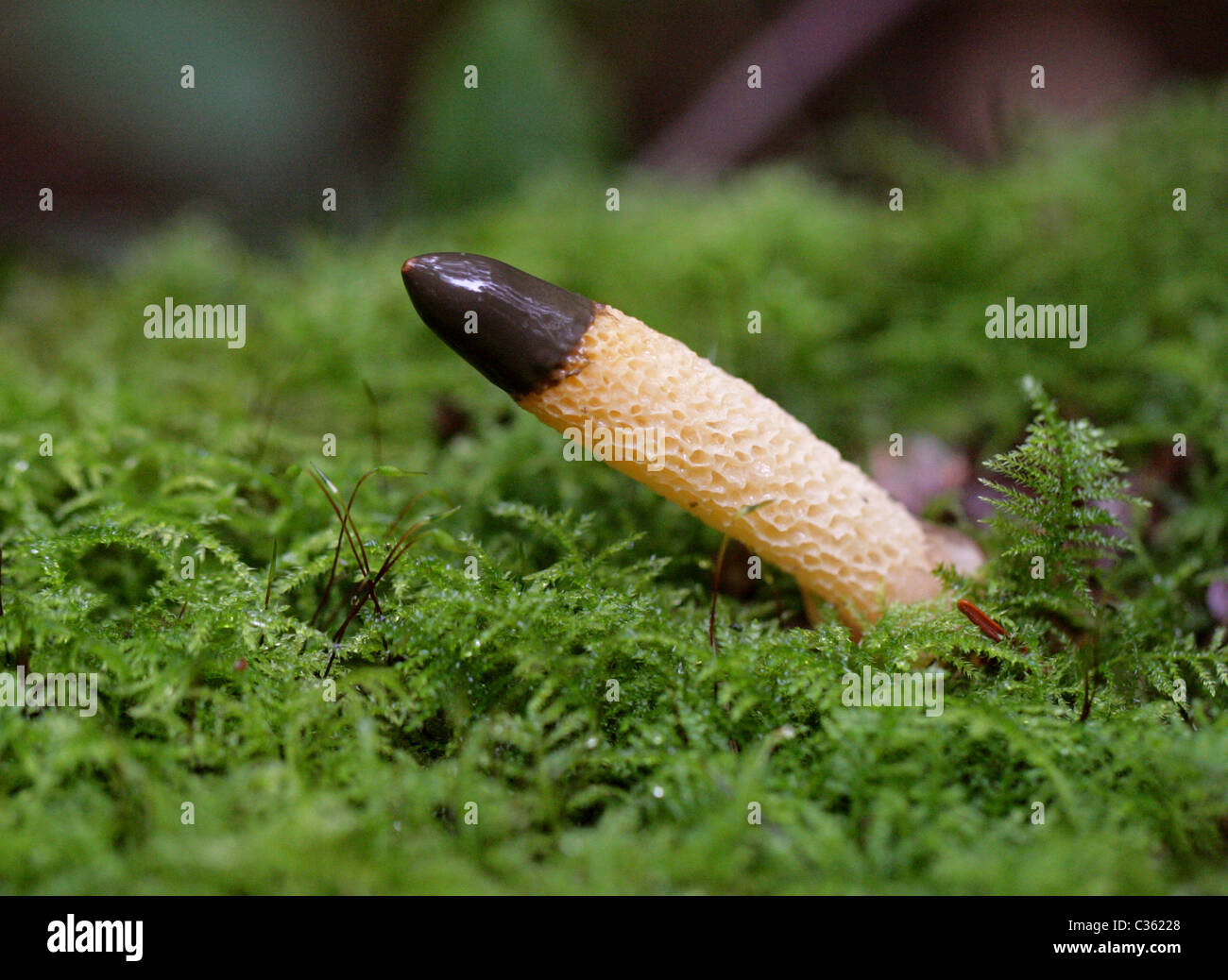 Dog Stinkhorn, Mutinus caninus, Phallaceae. Growing in Woodland Moss. Stock Photo