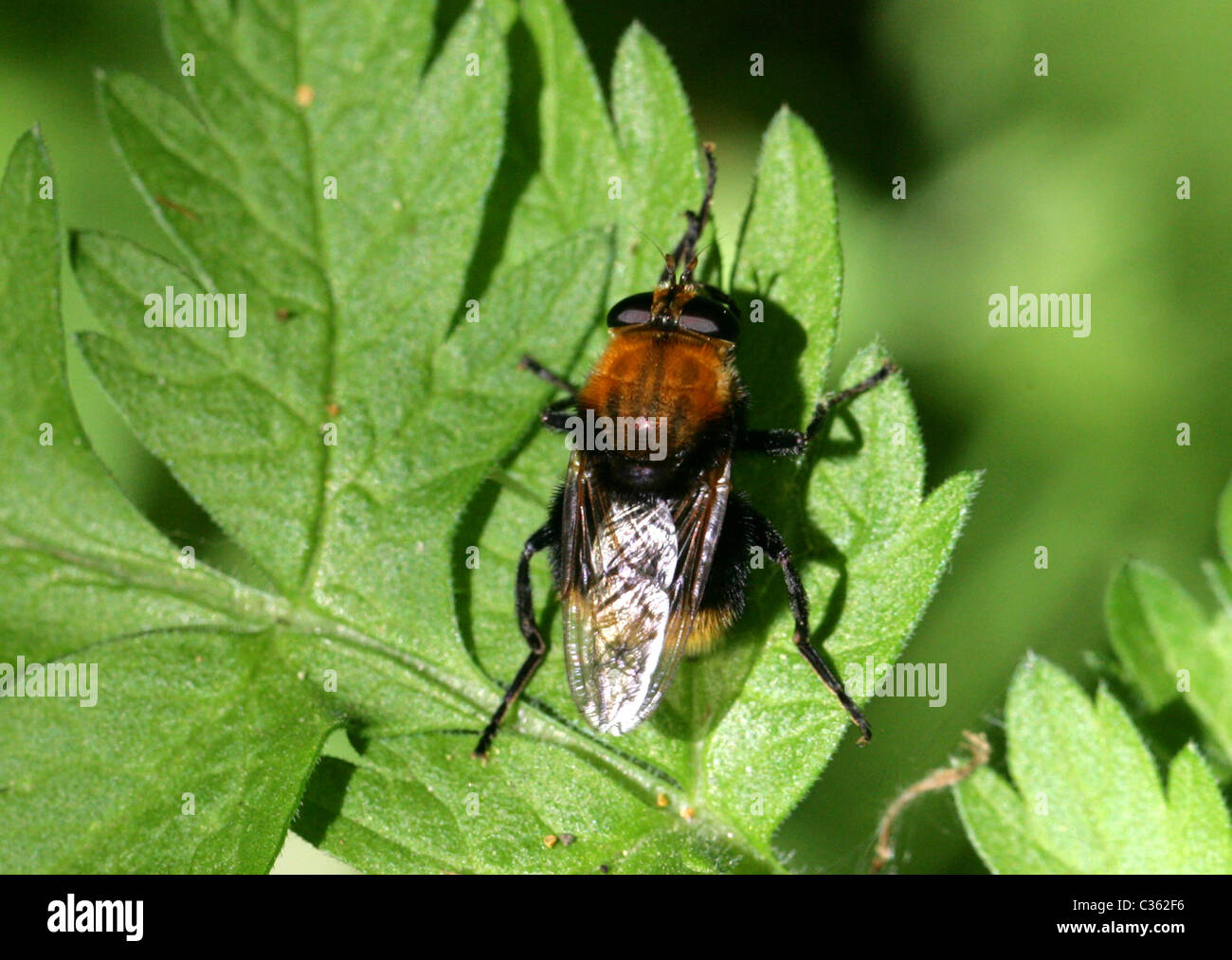 Hoverfly, Criorhina berberina, Syrphidae, Diptera. Syn. Criorhina oxyacanthae, Eristalis berberina. Bee Mimic. Stock Photo