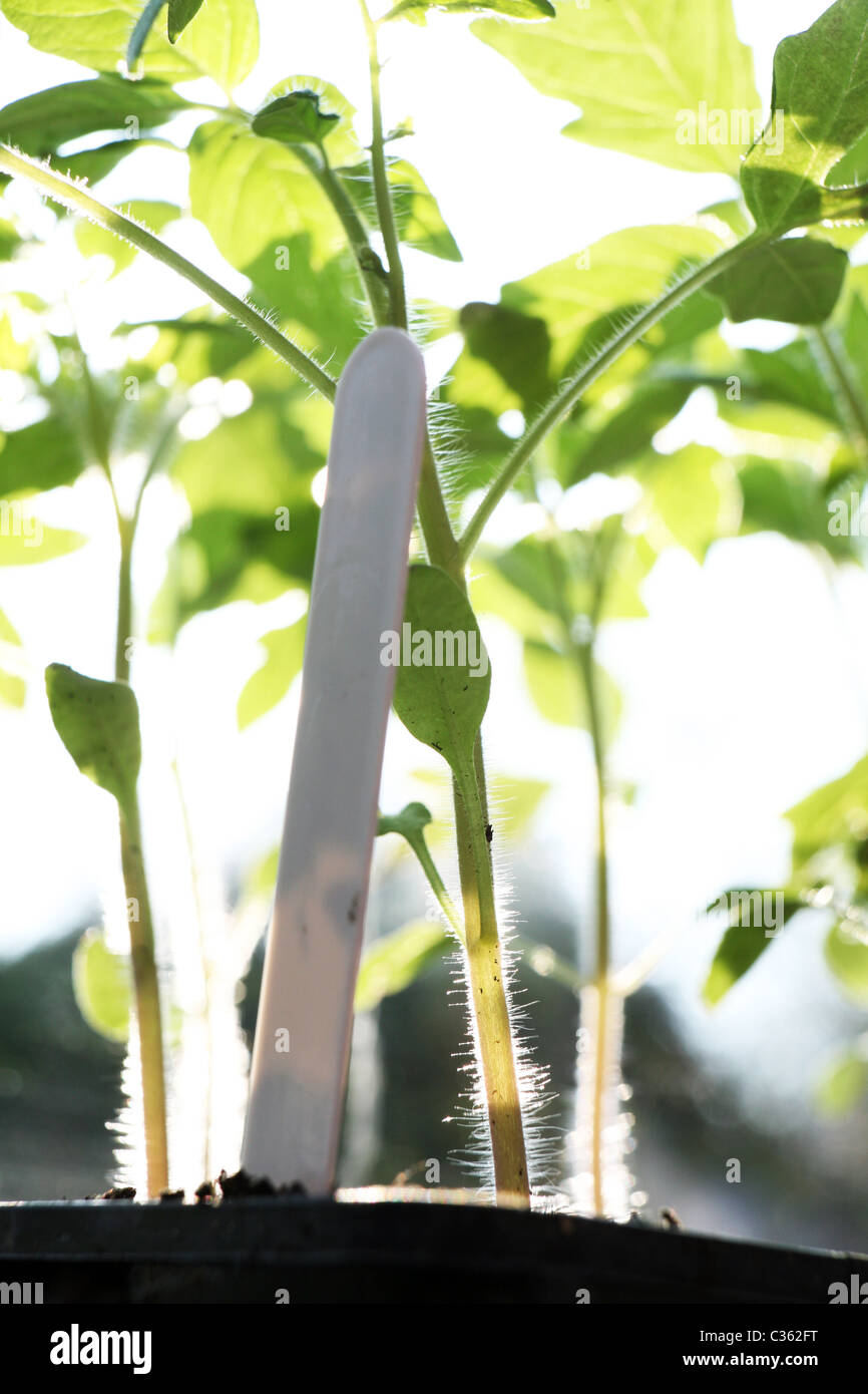 Moneymaker tomato seedlings. Stock Photo