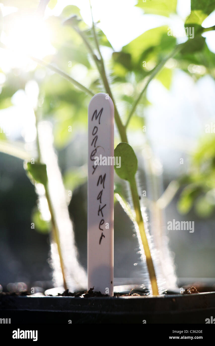 Tomato seedlings hi-res stock photography and images - Alamy