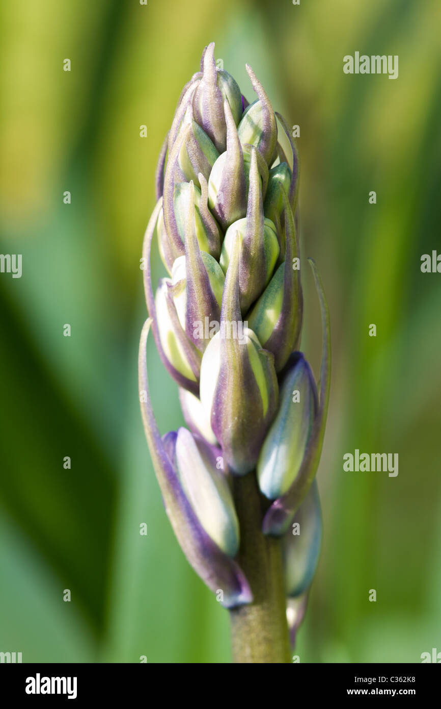 Single bluebell bud close up just before flowering. Stock Photo