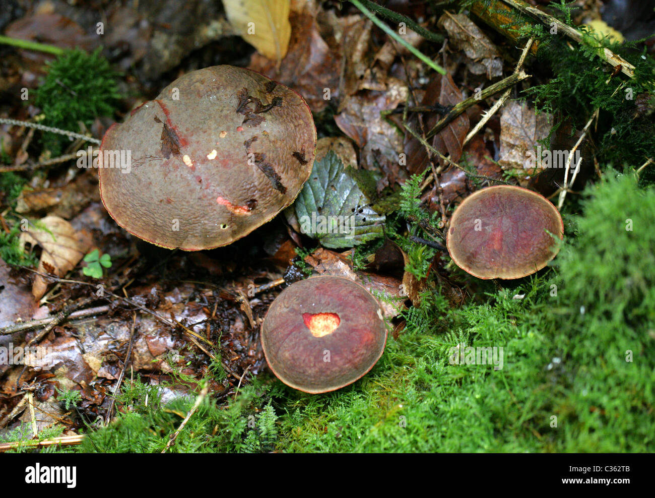Red-cracked Boletus, Boletus chrysenteron (Syn. Xerocomus chrysenteron), Boletaceae Stock Photo