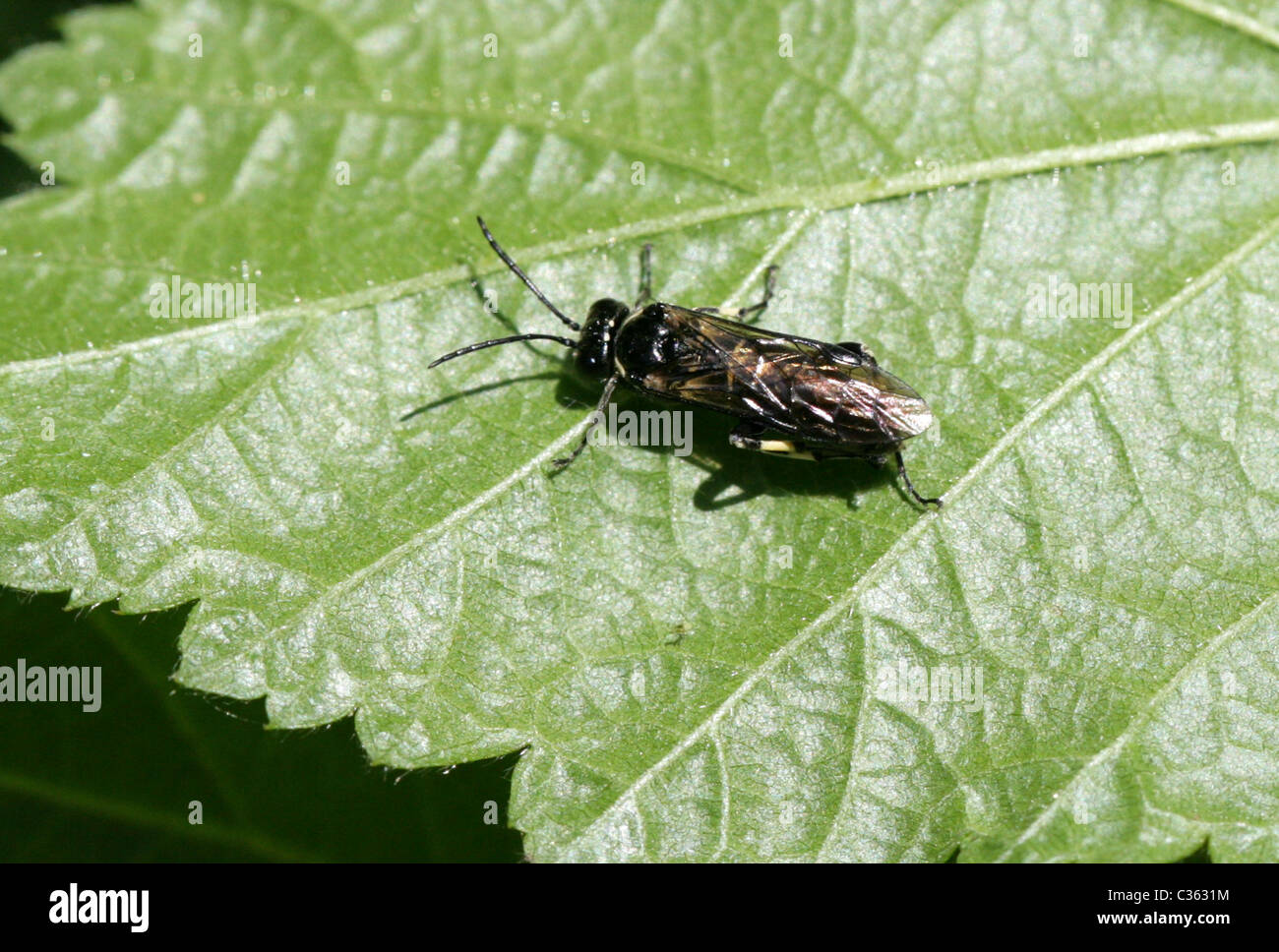 Sawfly, Tenthredo sp., Tenthredinidae, Symphyta, Hymenoptera Stock Photo