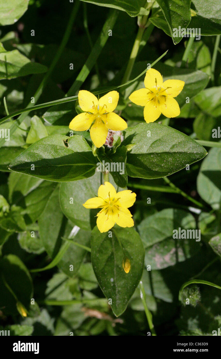 Yellow Pimpernel, Lysimachia nemorum, Myrsinaceae. Stock Photo