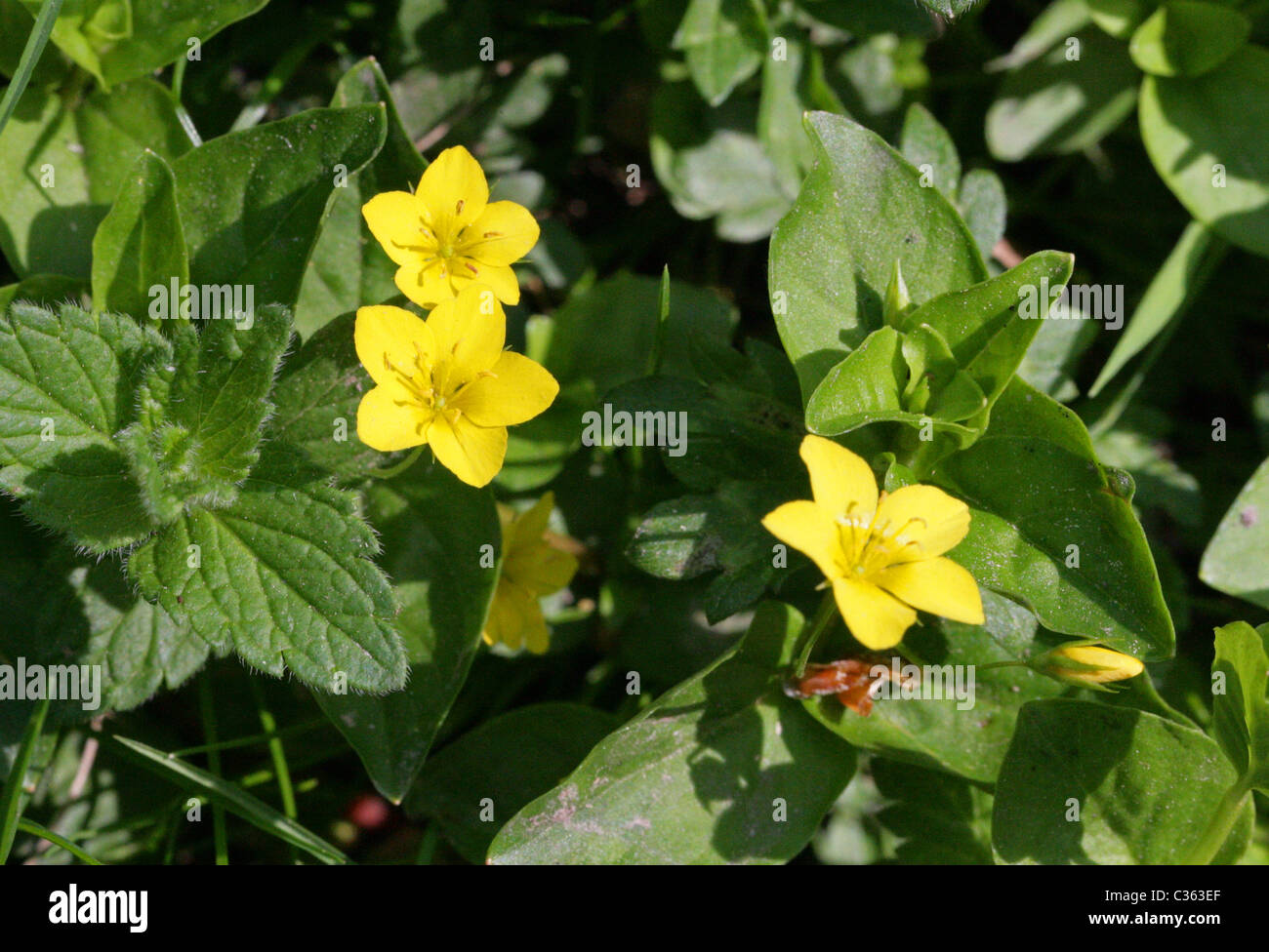 Yellow Pimpernel, Lysimachia nemorum, Myrsinaceae. Stock Photo
