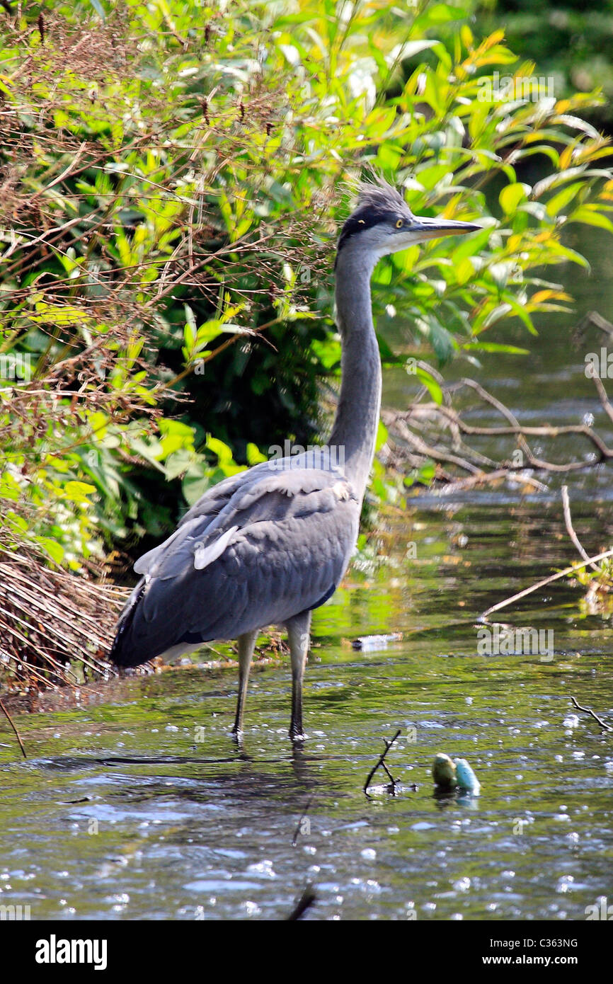 Grey Heron in an East London Park lake. Stock Photo