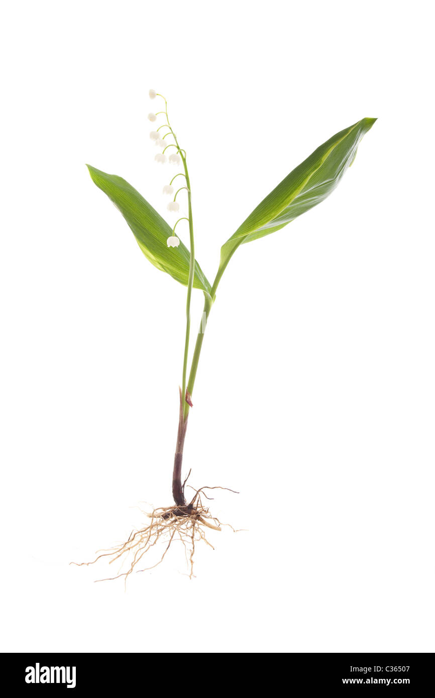 lily of the valley with exposed roots convallaria majalis isolated on white  background Stock Photo - Alamy, image size:866x1390