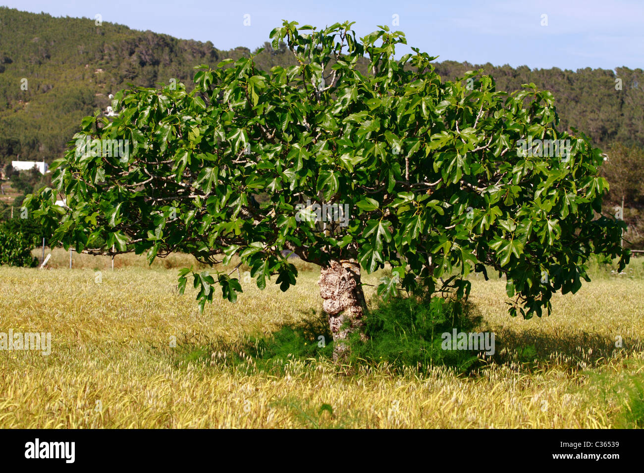 Fig tree in Spring Stock Photo