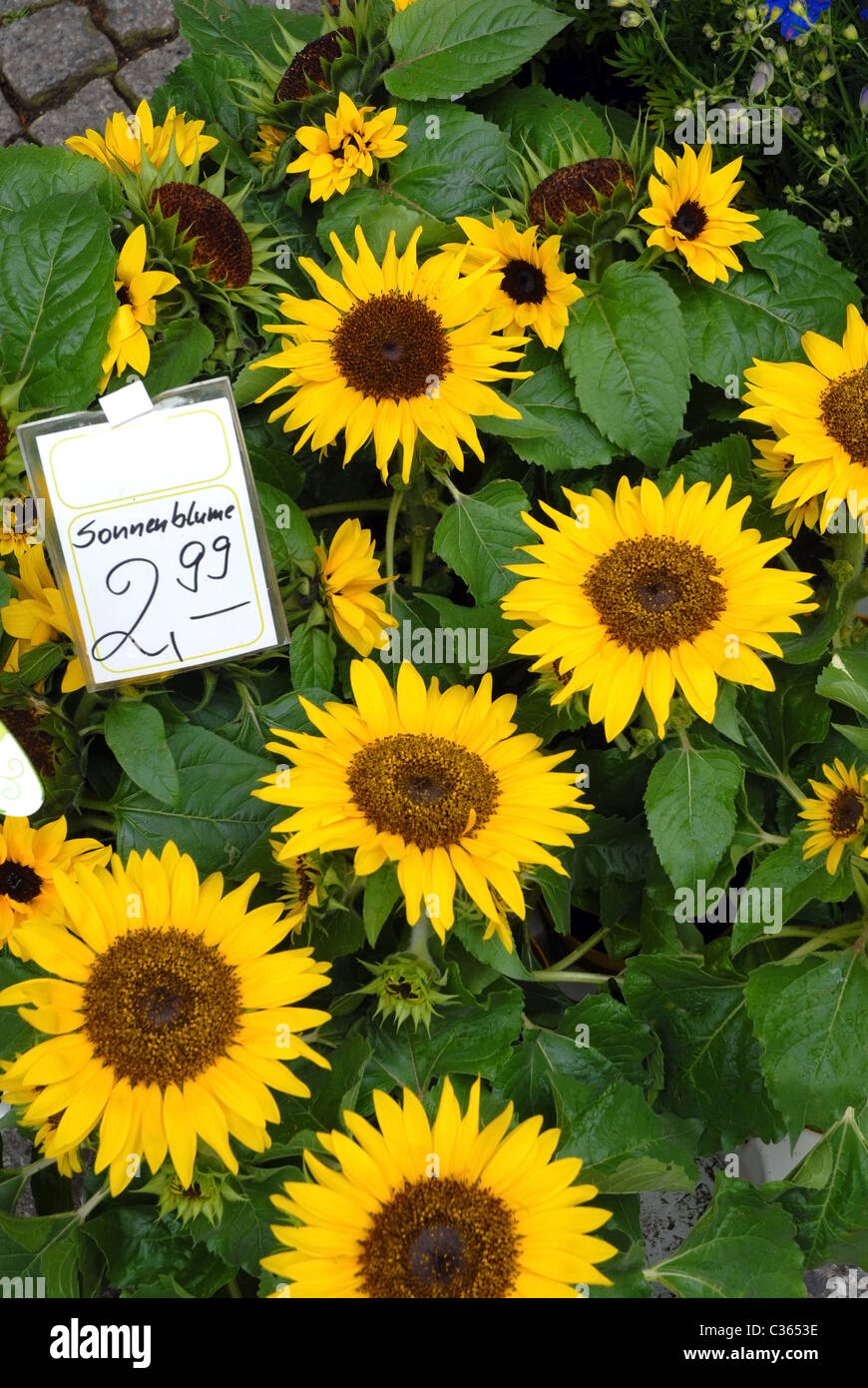 Sunflowers with the price marked Stock Photo Alamy