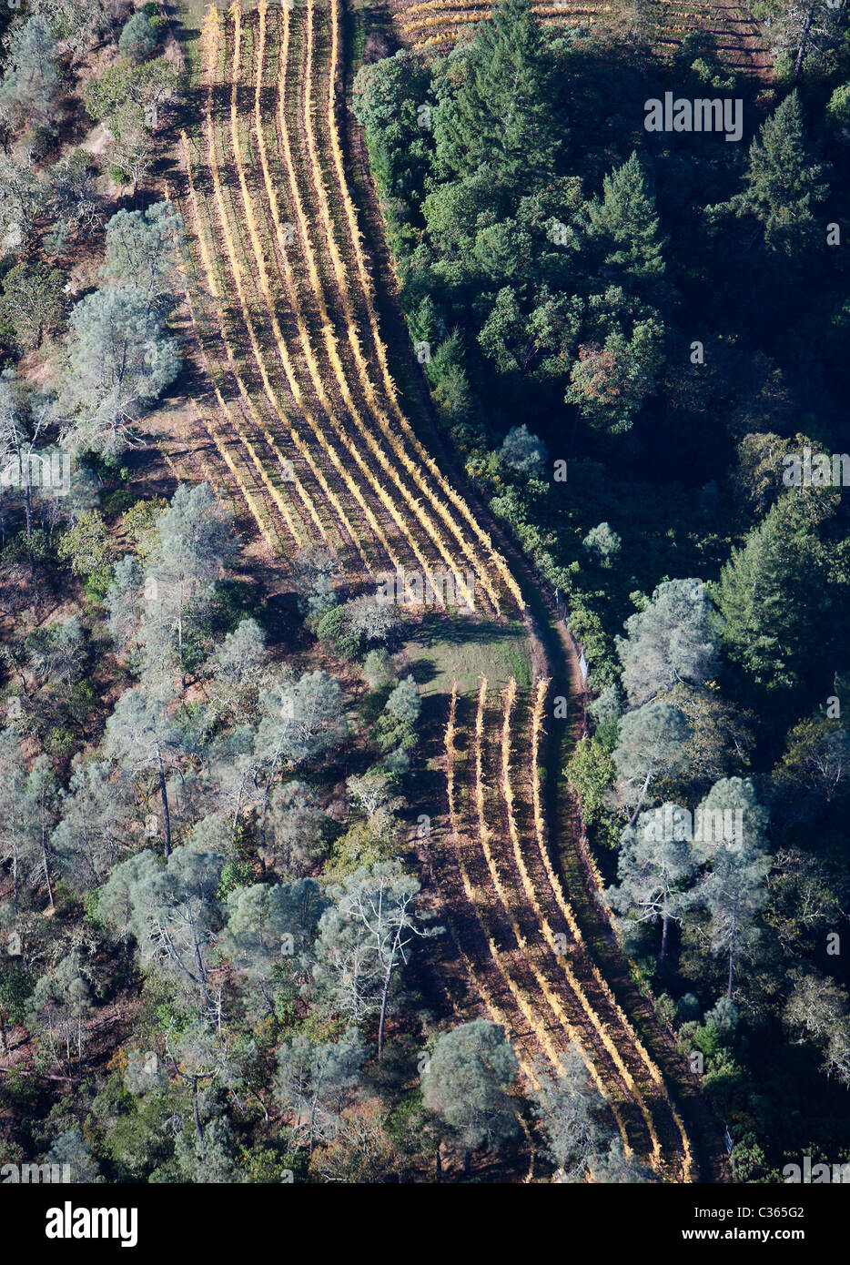 aerial view above mountain top vineyard rows autumn Sonoma county Califonia Stock Photo