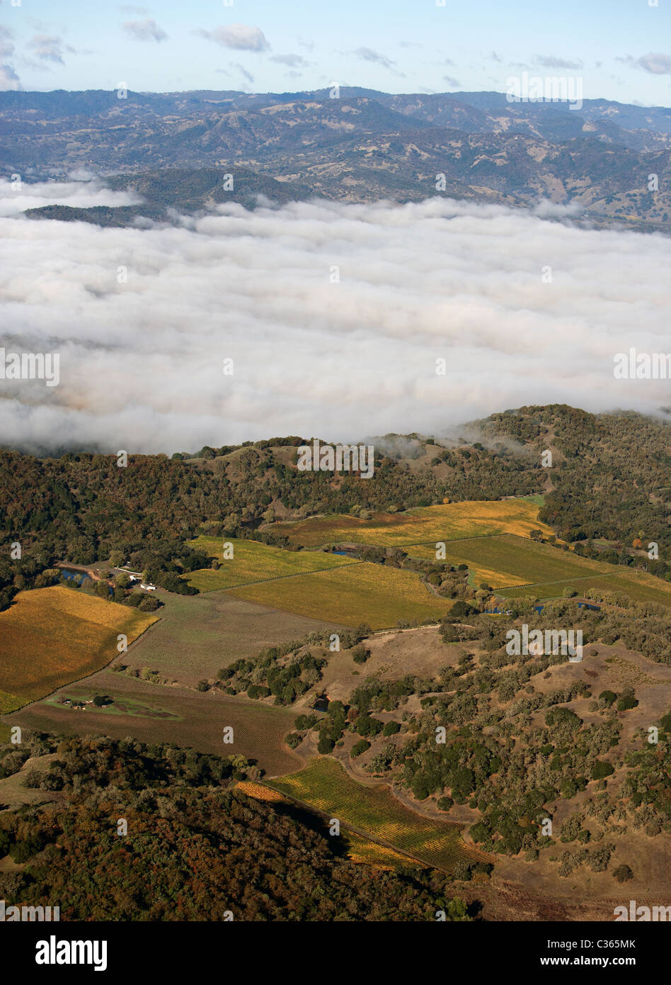aerial view above vineyards autumn fog Mendocino county California Stock Photo