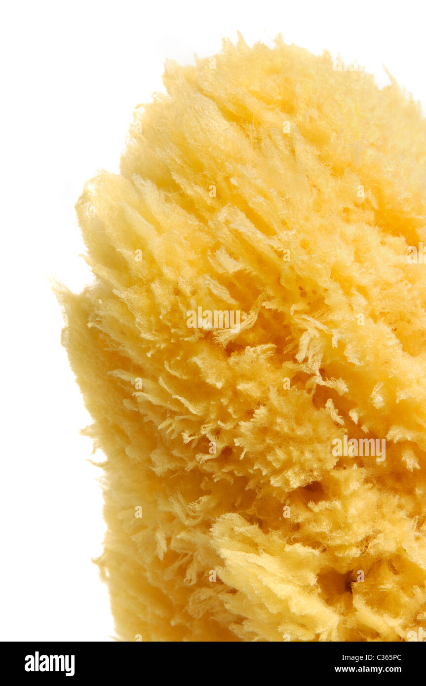 Natural sea sponge from Cyprus Isolated on white background Stock Photo